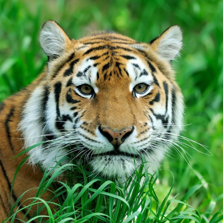 Roaring with Laughter: A Purr-fect Collection of Tiger Puns