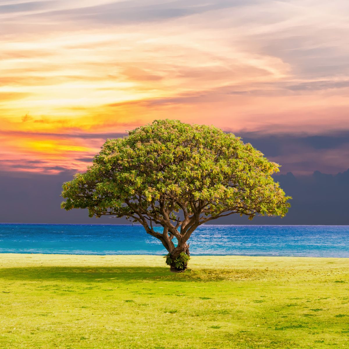 Image of tree at sunset