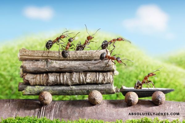 team of ants deliver logs on trailer
