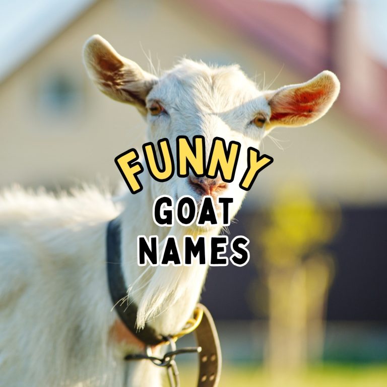 Funny Goat Names