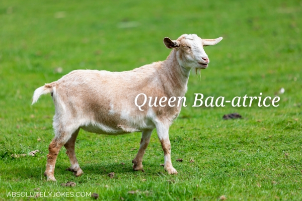 goat on green grass with name overlay