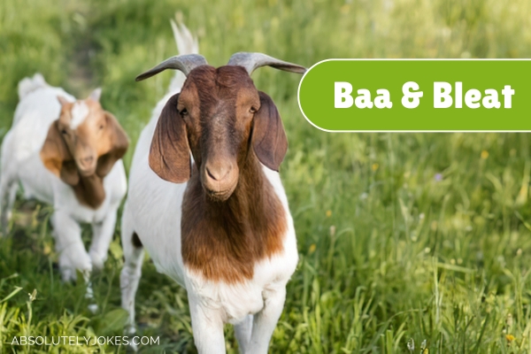 2 goats walking on grass with name overlay