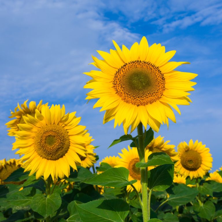 Sunflower Puns