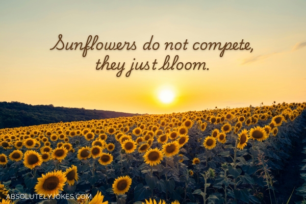 field of sunflowers at sunset with quote overlay
