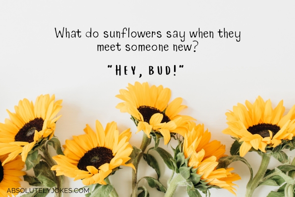 sunflowers with joke overlay