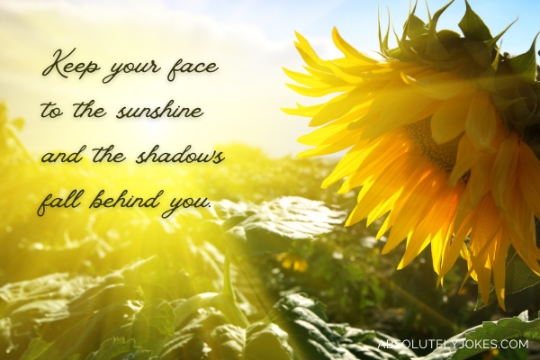 sunflower on sunshine with quote overlay