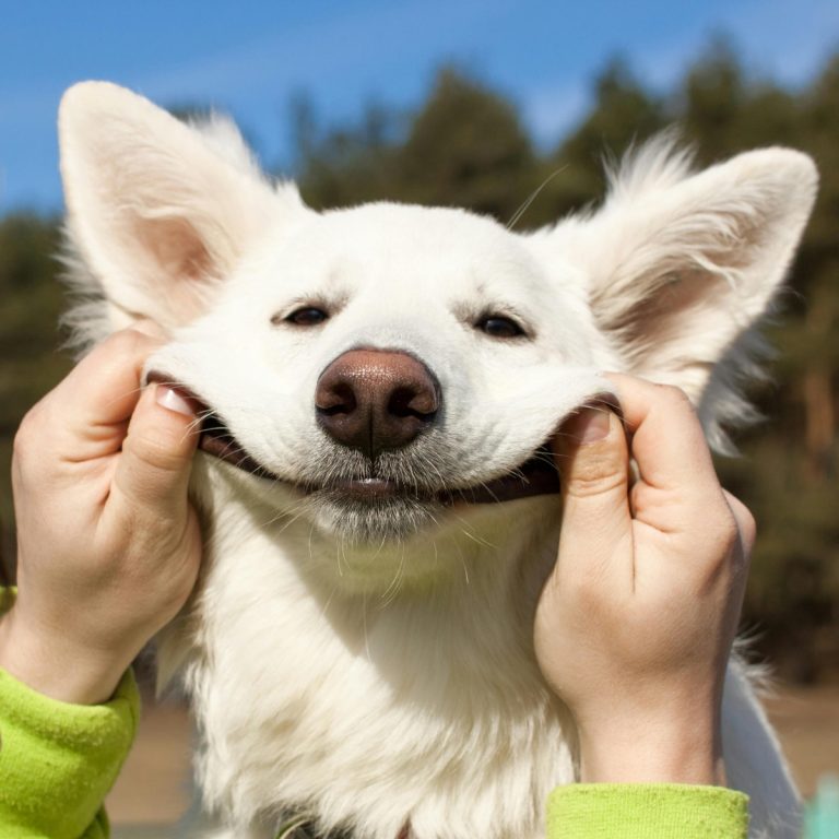 Dog Jokes