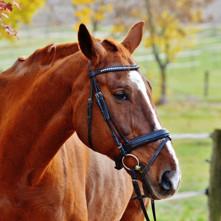 Funny Horse Jokes
