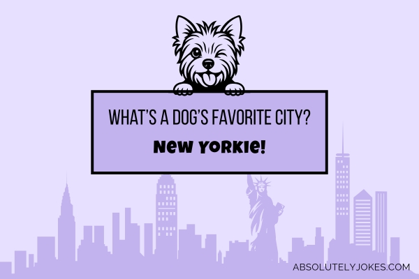 new york cityscape background, graphics of a yorkie dog with joke overlay