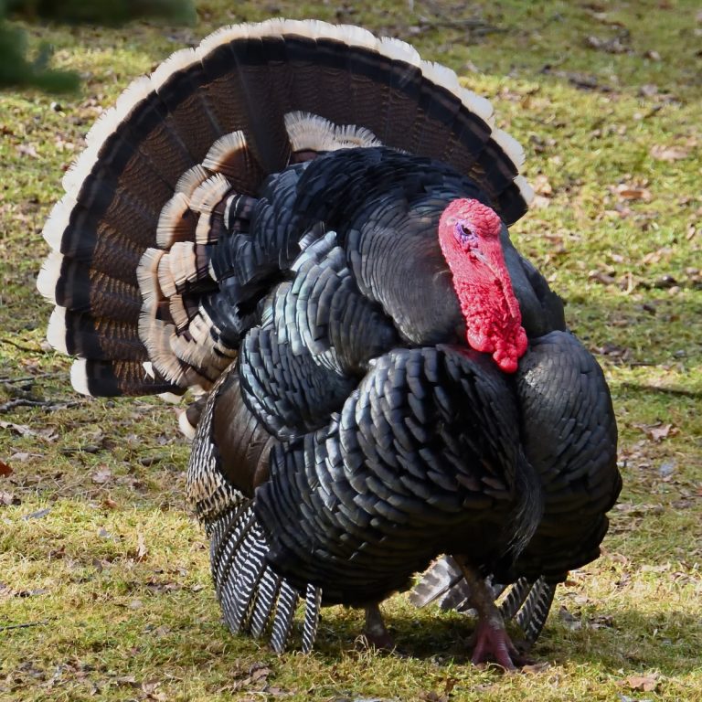 Turkey Jokes