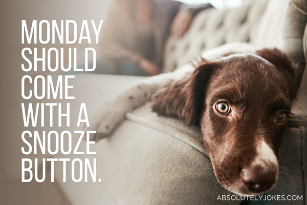 dog on couch looking bored with quote overlay