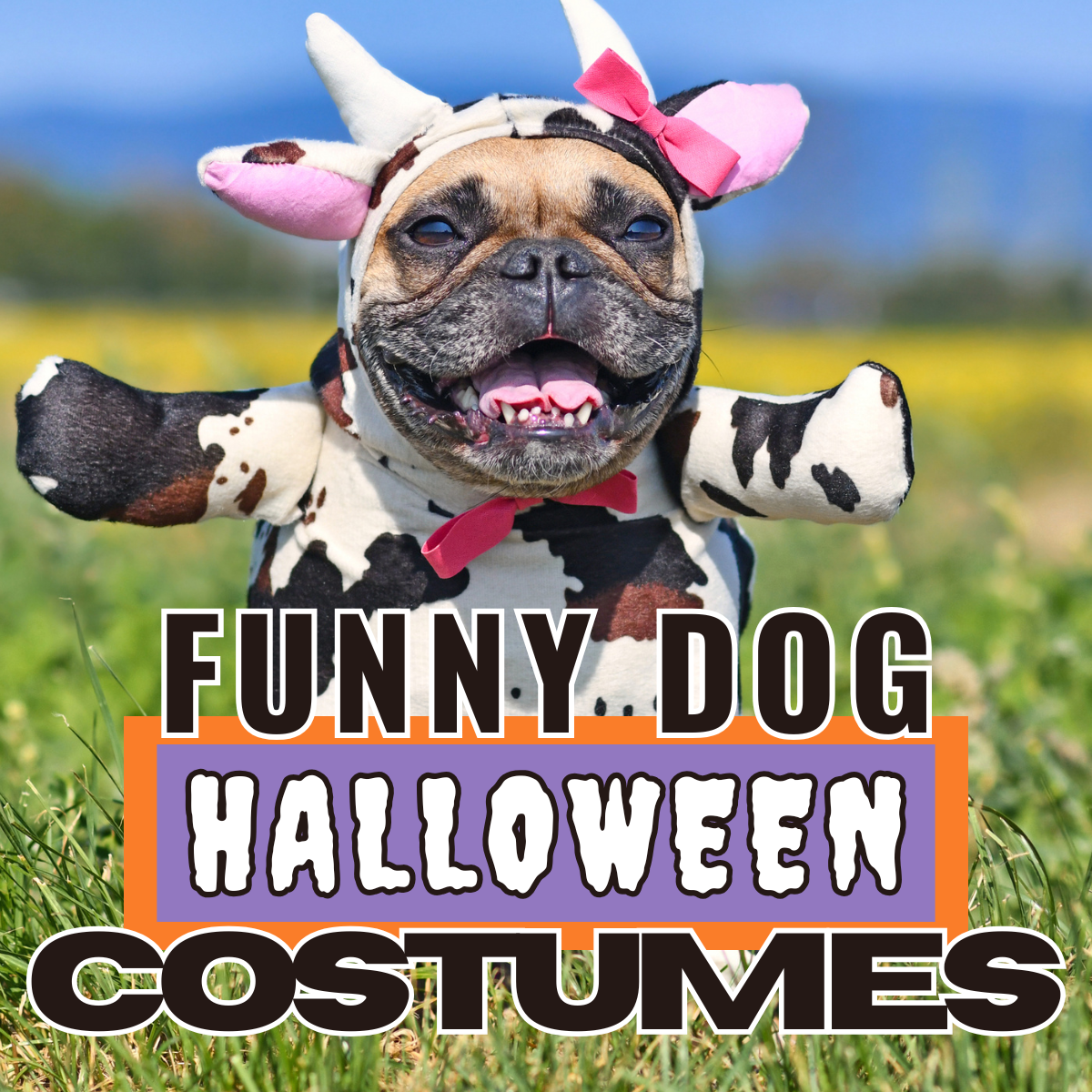 Funny Halloween Costumes for dogs